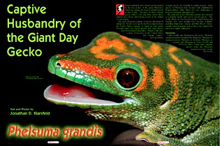 REPTILIA article- Day Geckos