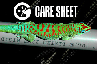 CARE SHEET Day Geckos