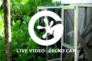 Gecko Cam