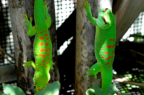 High end and Mid range day gecko