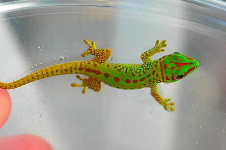 Partial Stripe giant day gecko