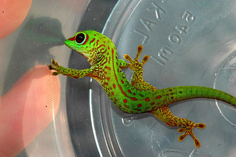 Partial Stripe giant day gecko, Phelsuma grandis