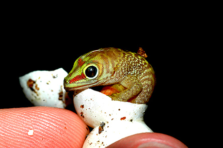 Mustard hatchling giant day gecko