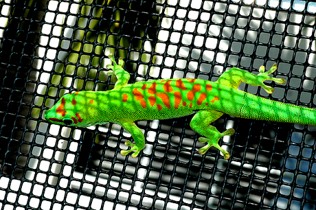 High red day gecko