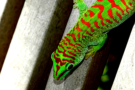 Crimson day gecko