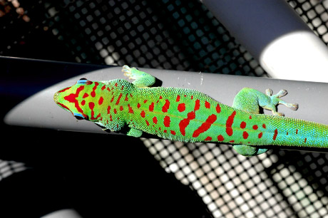 Blue x crimson giant day gecko