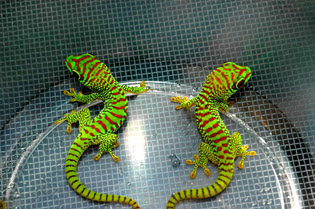 Crimson giant day gecko, Phelsuma grandis