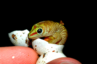 Hatchling day gecko