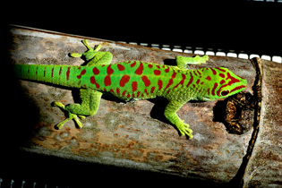 Crimson giant day gecko, Phelsuma grandis