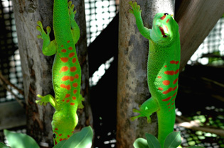 Day geckos