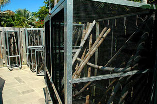 Giant Day Gecko, Outdoor enclosures