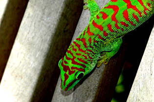 Crimson day gecko