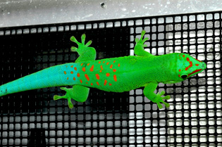 Blue blood giant day gecko, Phelsuma grandis