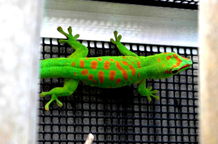 High red giant day gecko